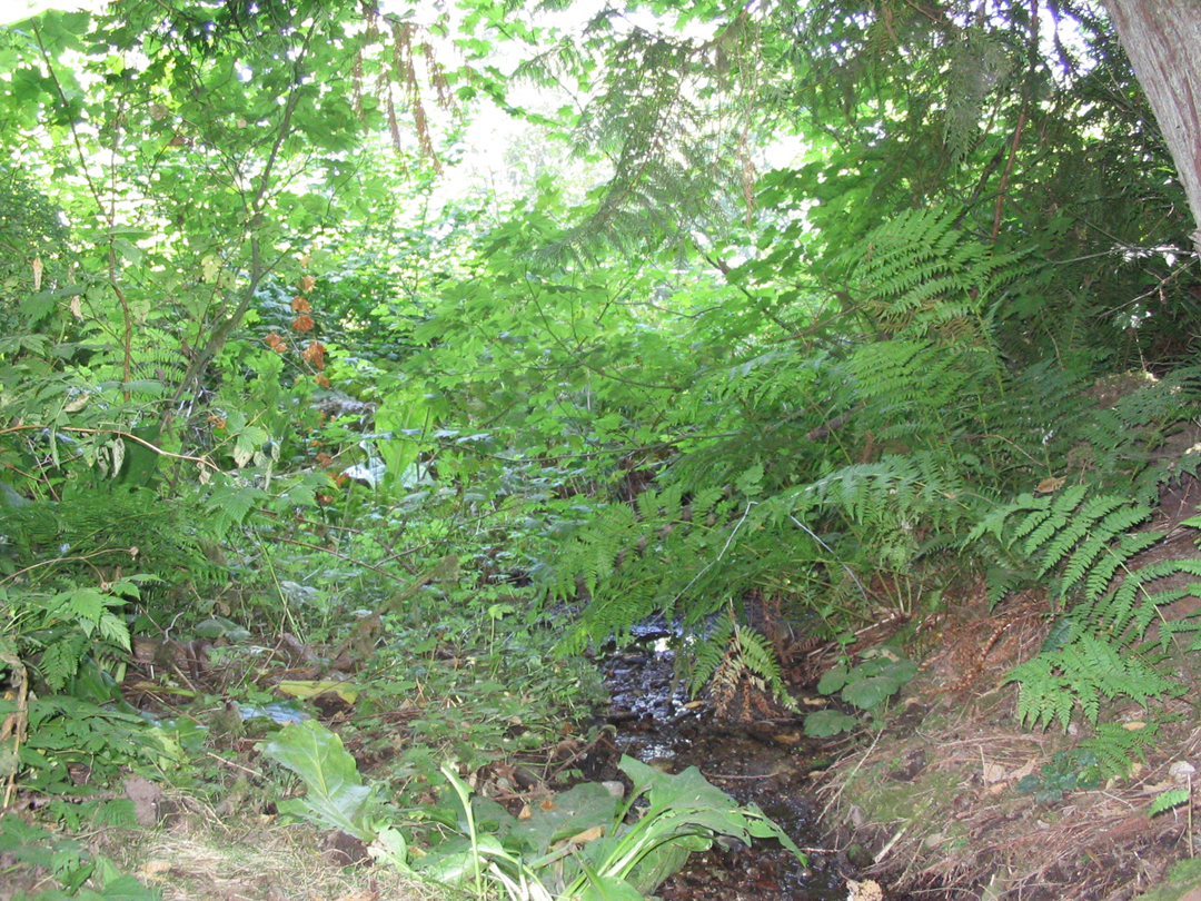 Stream and skunk cabbage.jpg 1139.4K